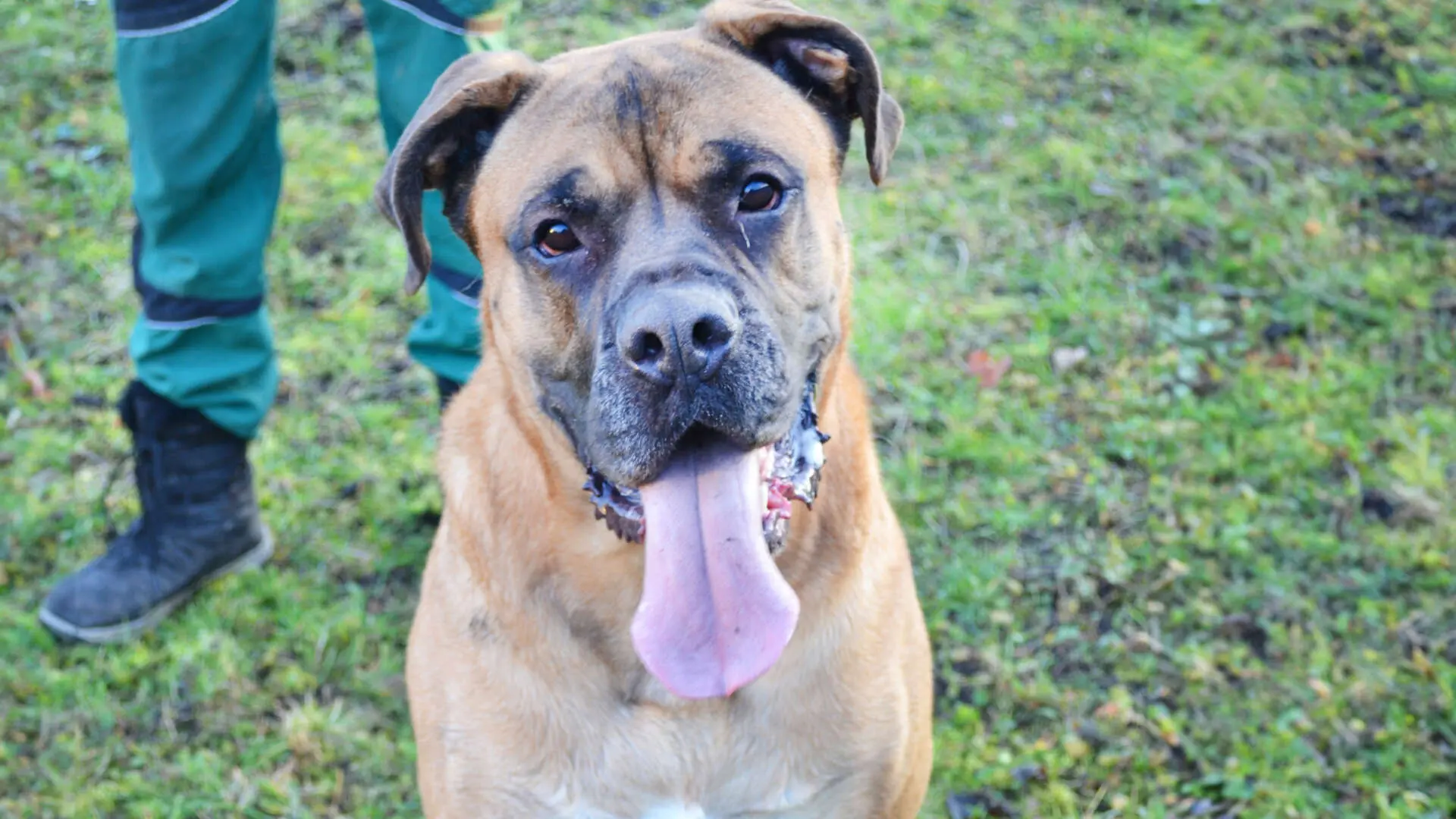 Dobby, Bullmastiff-Mischling sucht ein Zuhause in Berlin