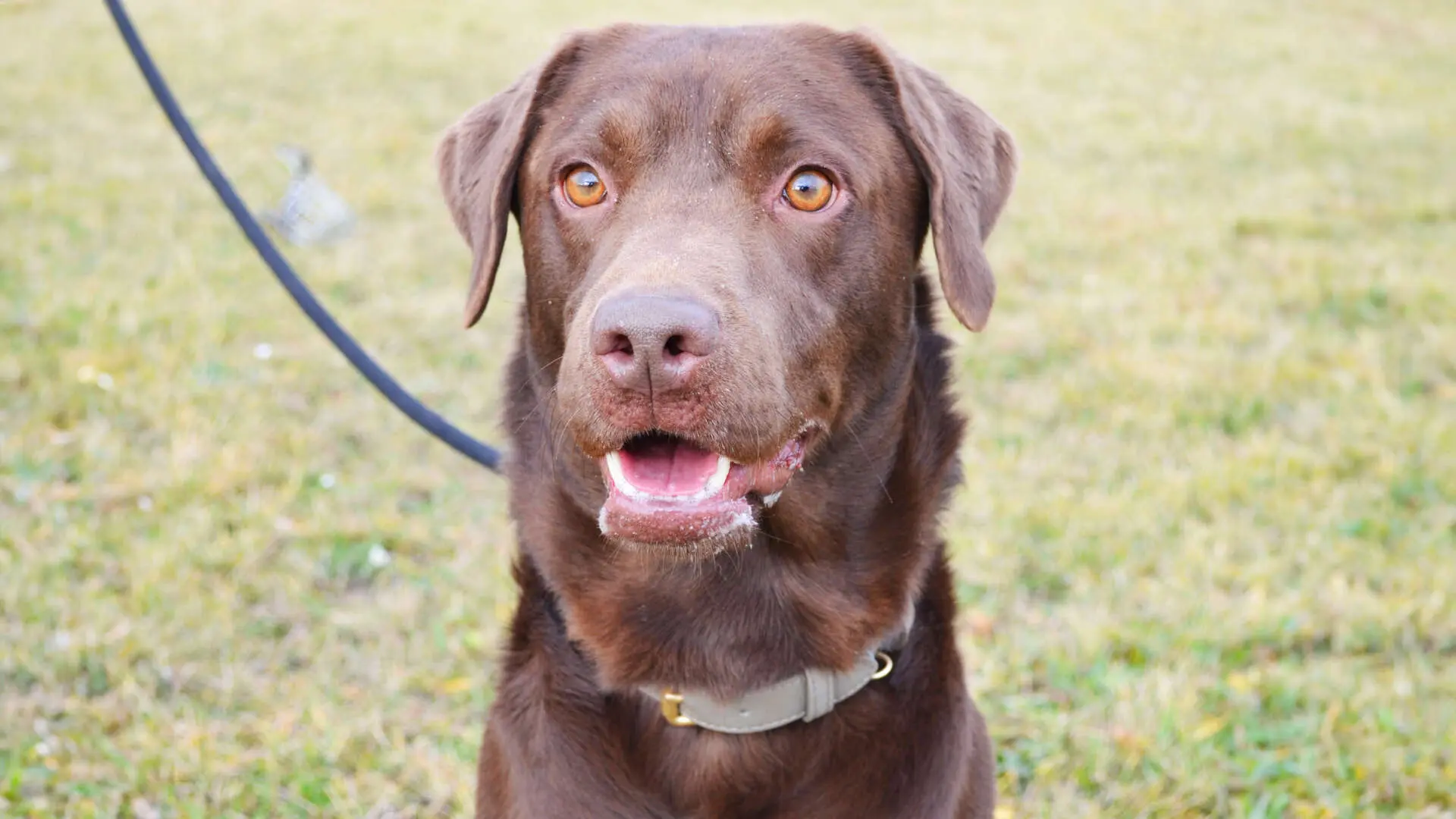 Schoko, Labrador-Retriever sucht ein Zuhause in Berlin