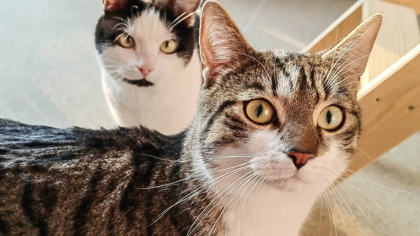 Lenny & Steppel, Europäisch Kurzhaar sucht ein Zuhause in Berlin