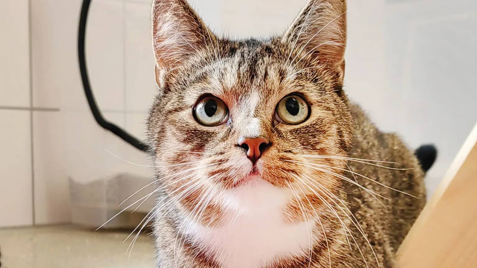 Merlin, Europäisch Kurzhaar sucht ein Zuhause in Berlin