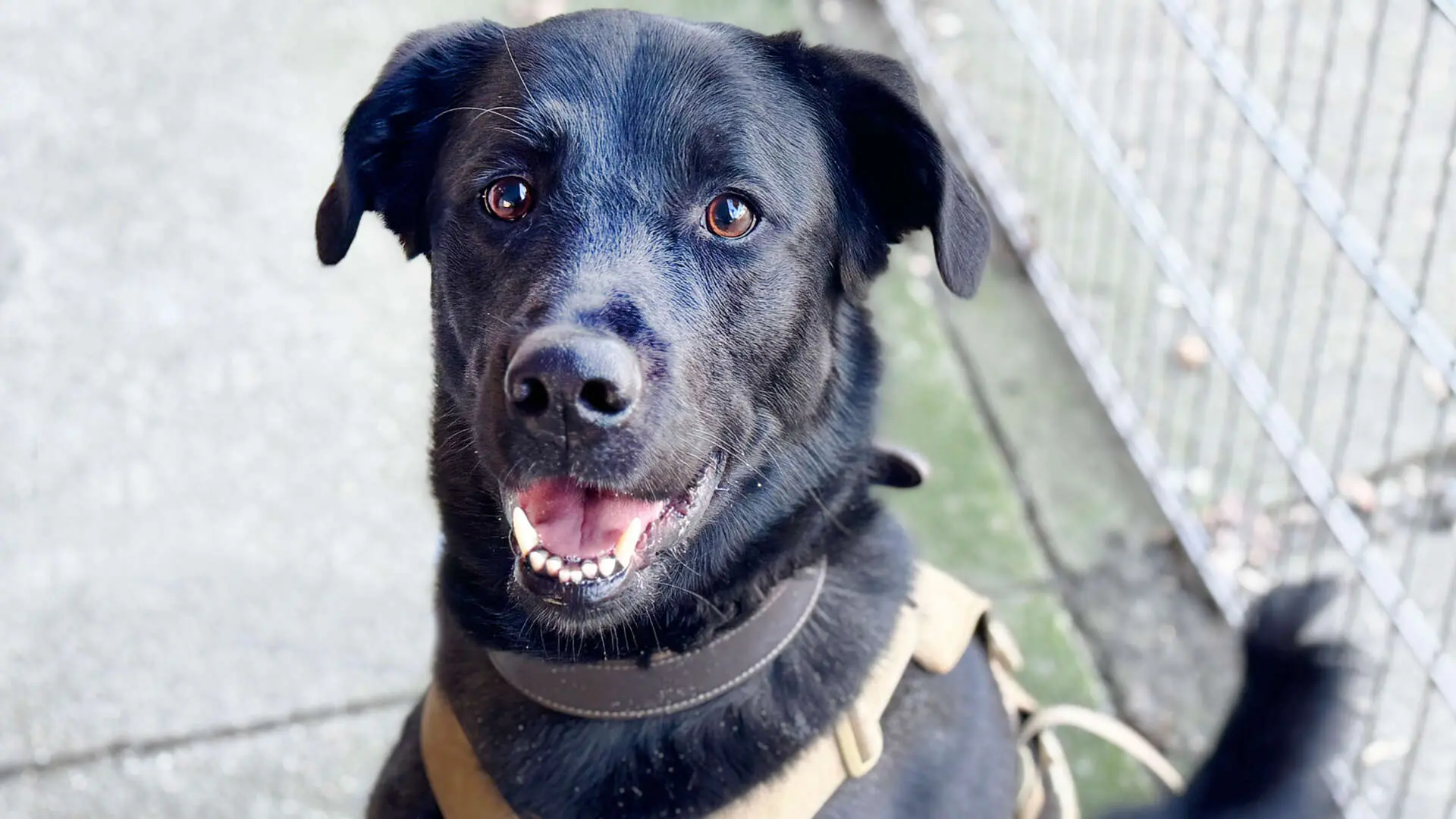 Rex, Labrador Retriever-Mischling aus dem Tierheim in Berlin (Foto 1 von 3)