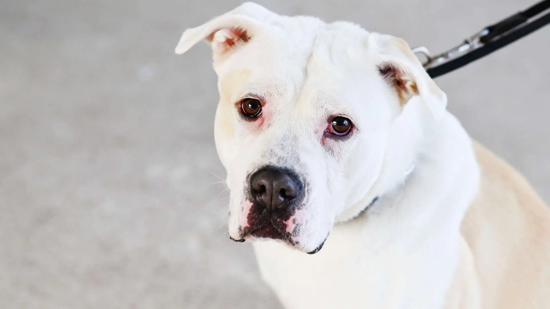 Bruce, Staffordshire Terrier-Mischling sucht ein Zuhause in Berlin