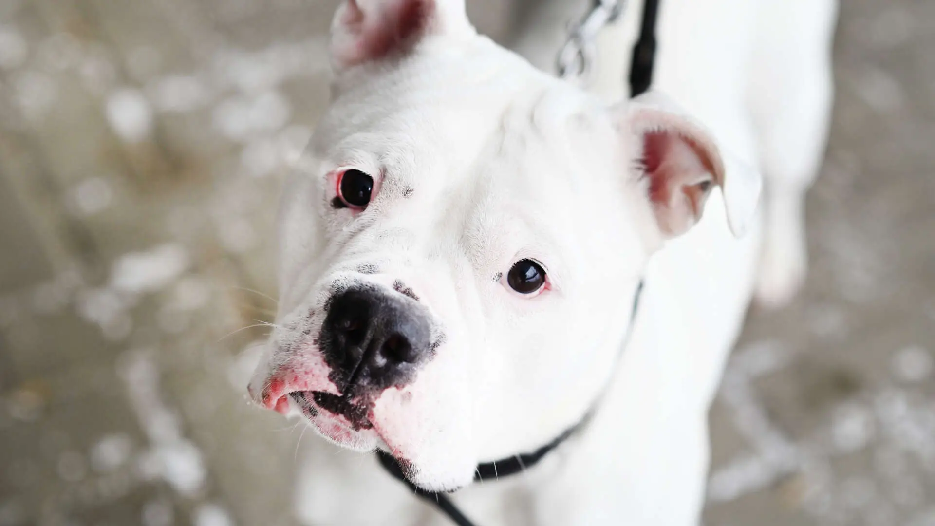Hope, Bulldogge-Mischling sucht ein Zuhause in Berlin