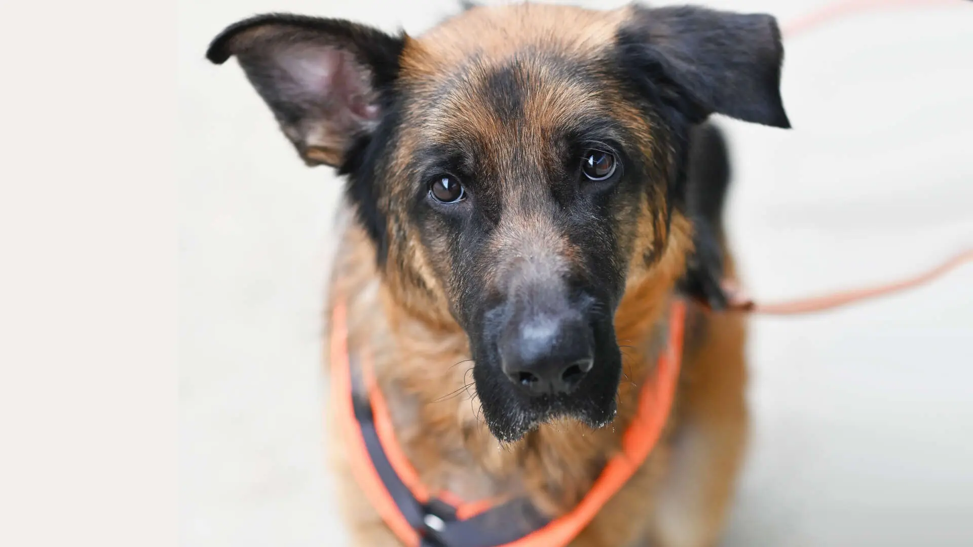 Jasper, Dt. Schäferhund sucht ein Zuhause in Berlin