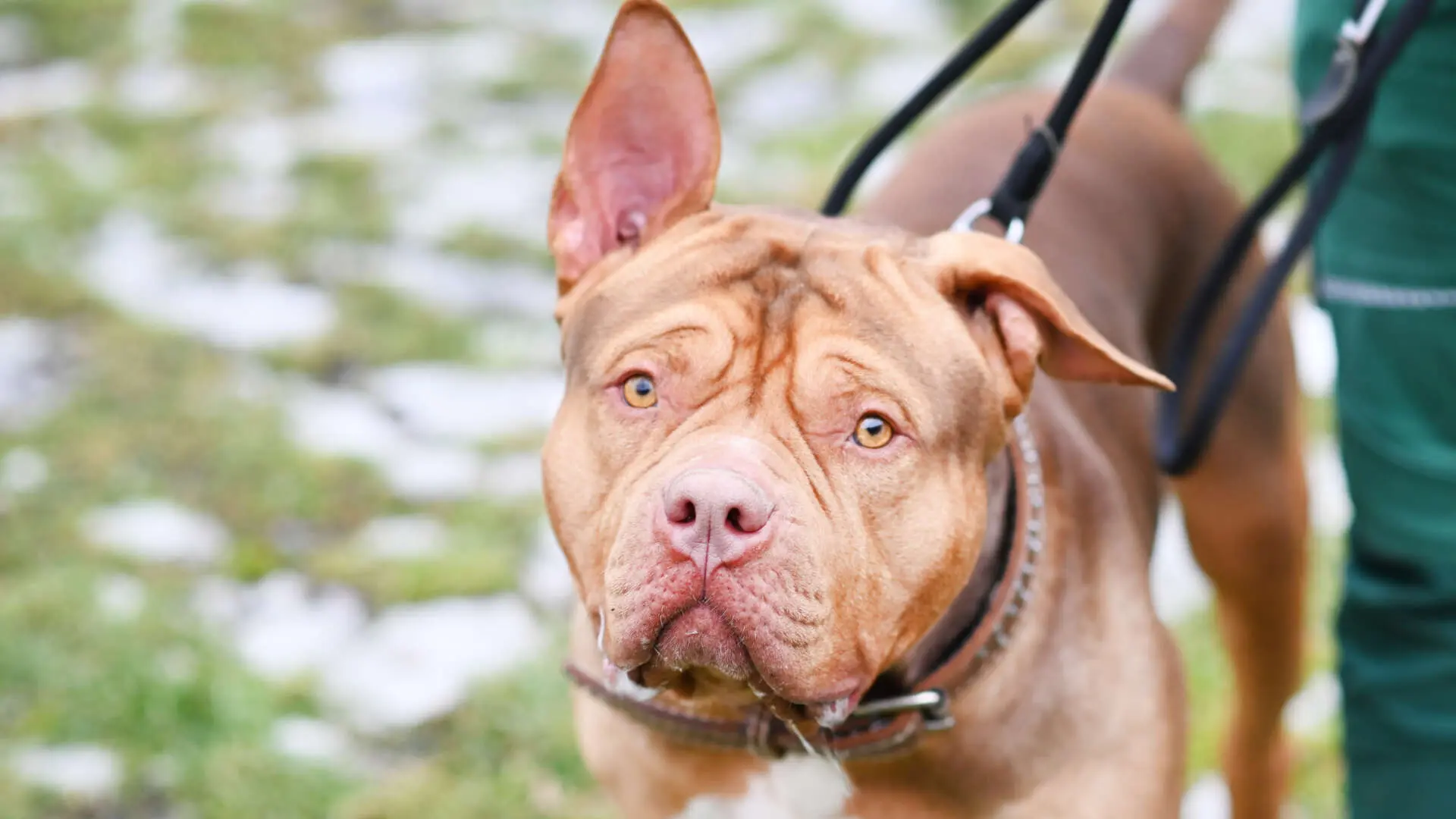 Joker, Staffordshire Terrier-Mischling aus dem Tierheim in Berlin (Foto 1 von 4)
