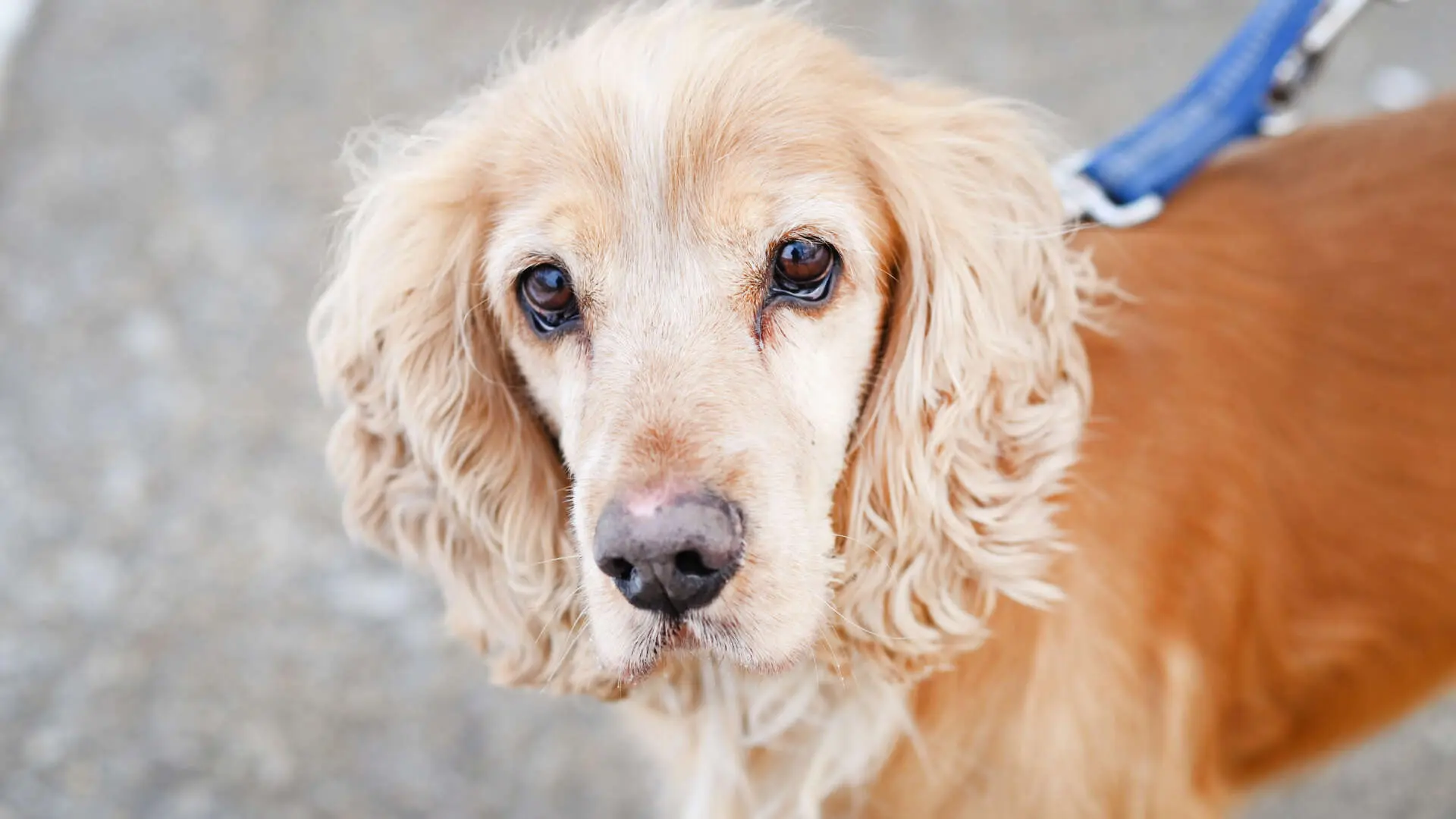Miki, Cocker Spaniel-Mischling sucht ein Zuhause in Berlin