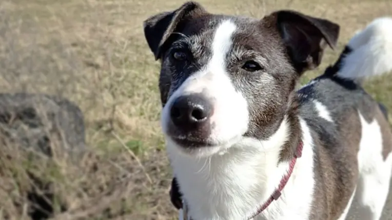 Benno, Jack Russell Terrier sucht ein Zuhause in Berlin
