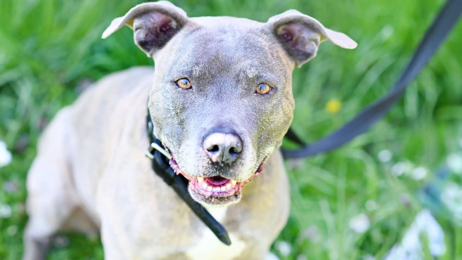 Bella, Staffordshire Terrier-Mischling sucht ein Zuhause in Berlin