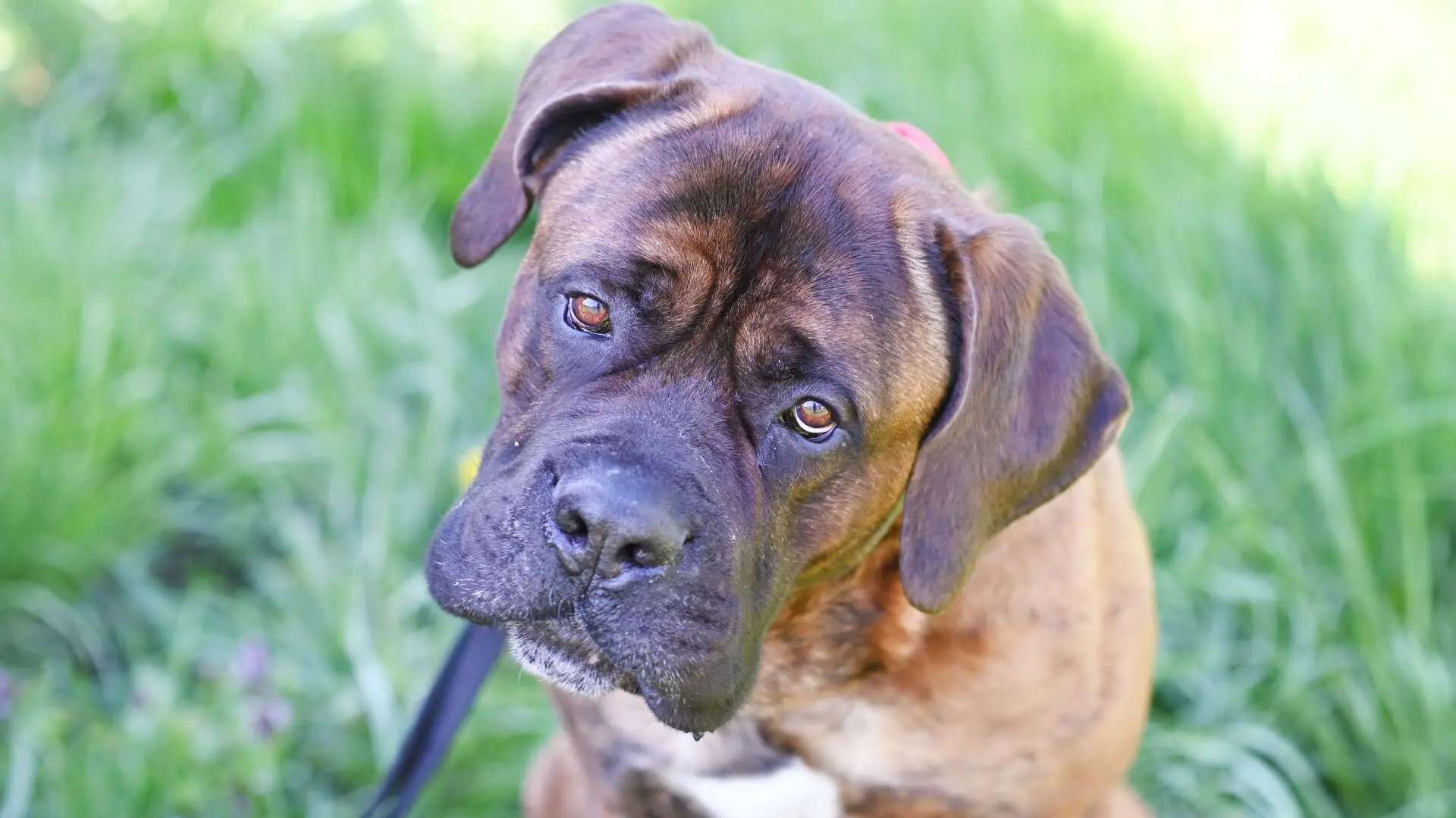 Butch, Cane Corso-/Mastiff-Mischling sucht ein Zuhause in Berlin
