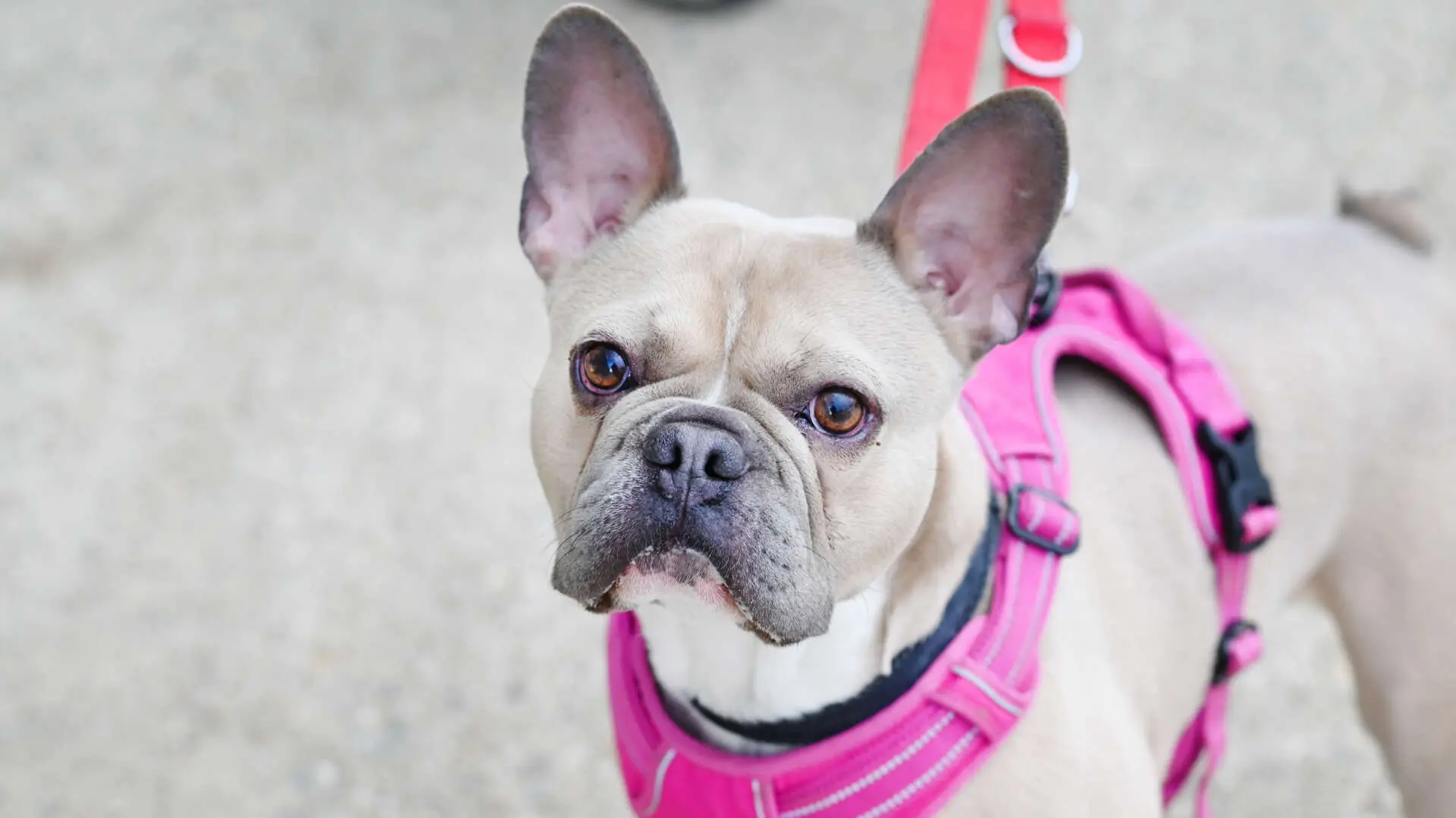 Eddy, Frz. Bulldogge sucht ein Zuhause in Berlin