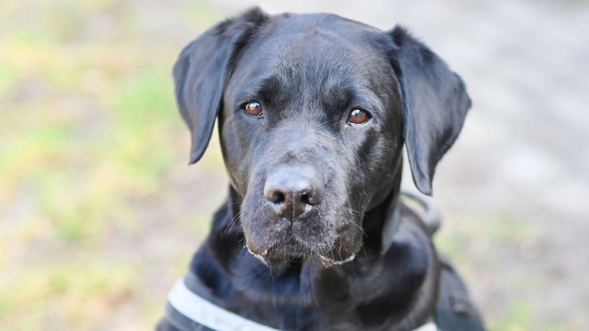 Luna, Labrador-Retriever-Mischling sucht ein Zuhause in Berlin