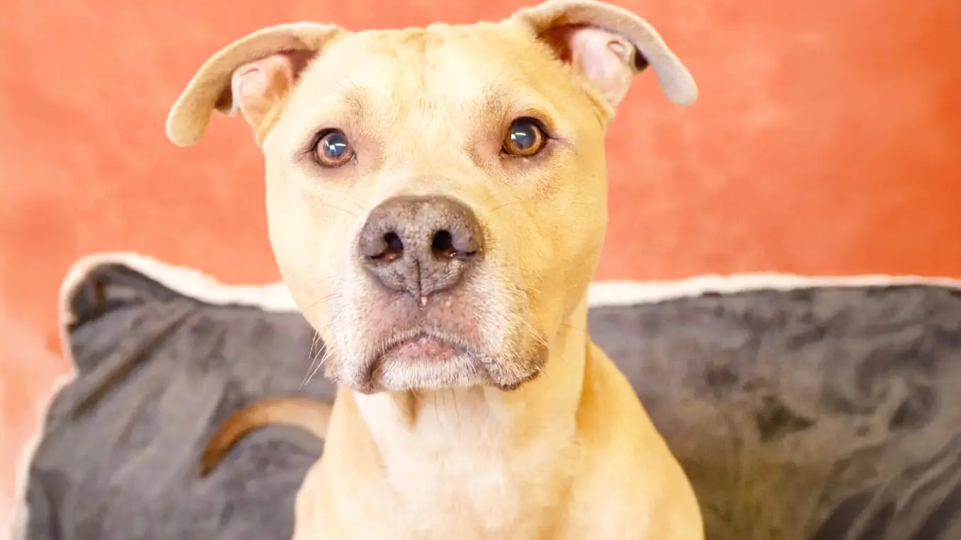Mitch, Staffordshire Terrier-Mischling sucht ein Zuhause in Berlin