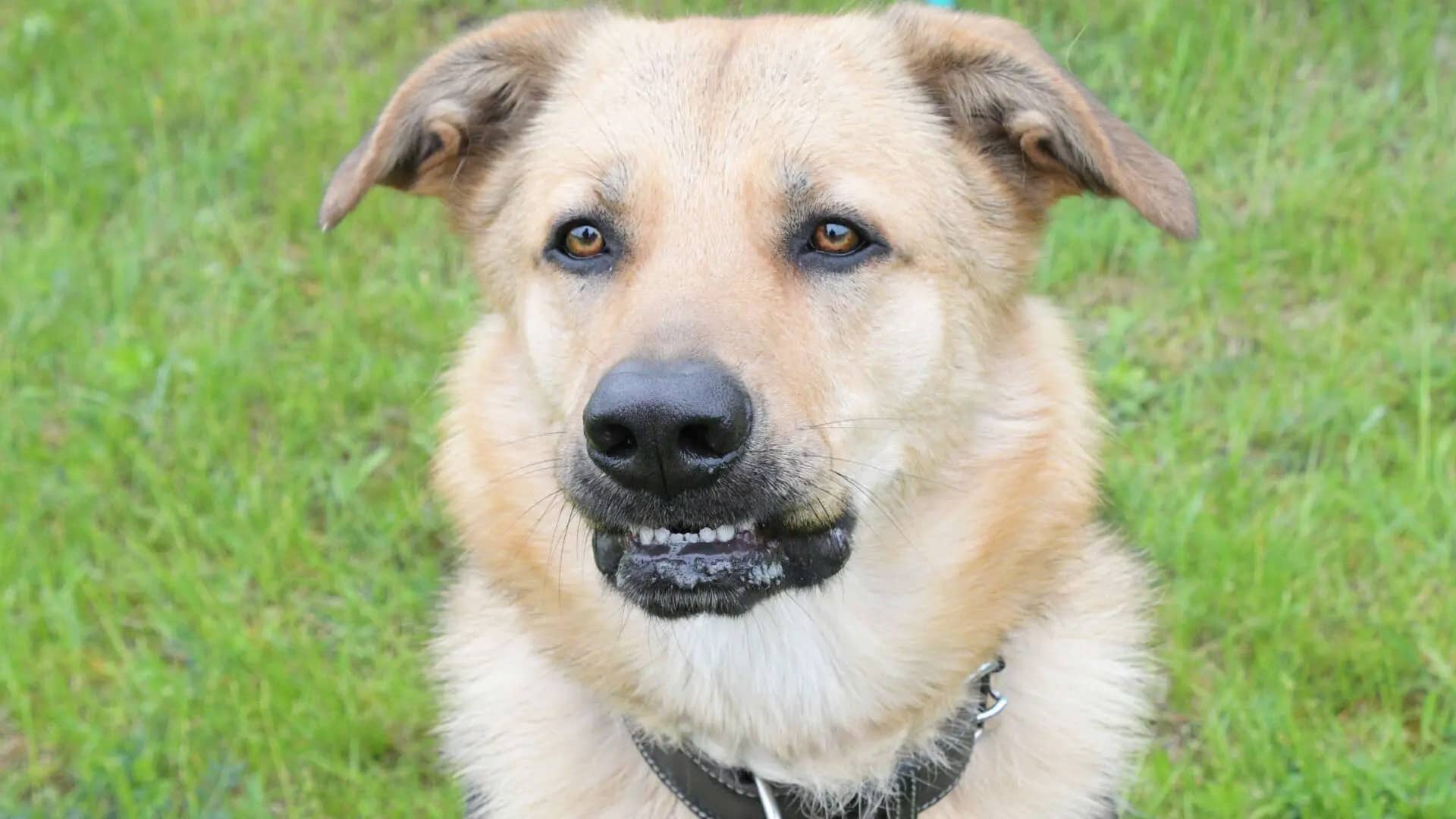 Rocky, Deutscher Schäferhund-Mischling sucht ein Zuhause in Berlin