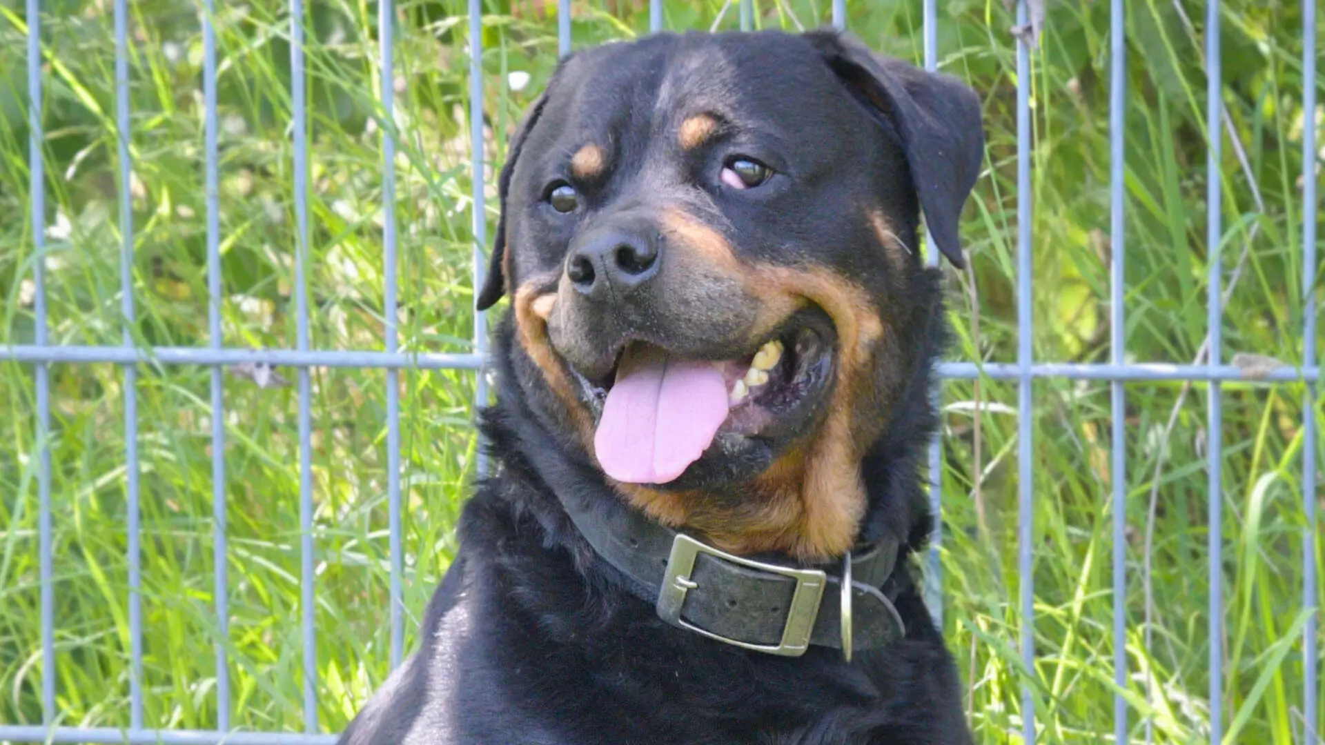 Roy, Rottweiler sucht ein Zuhause in Berlin