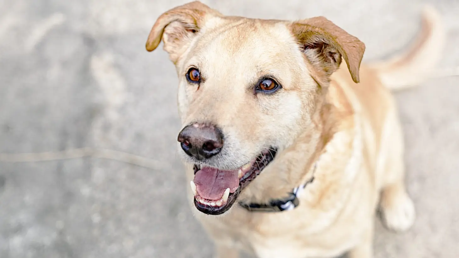Sam, Terrier-Mischling sucht ein Zuhause in Berlin