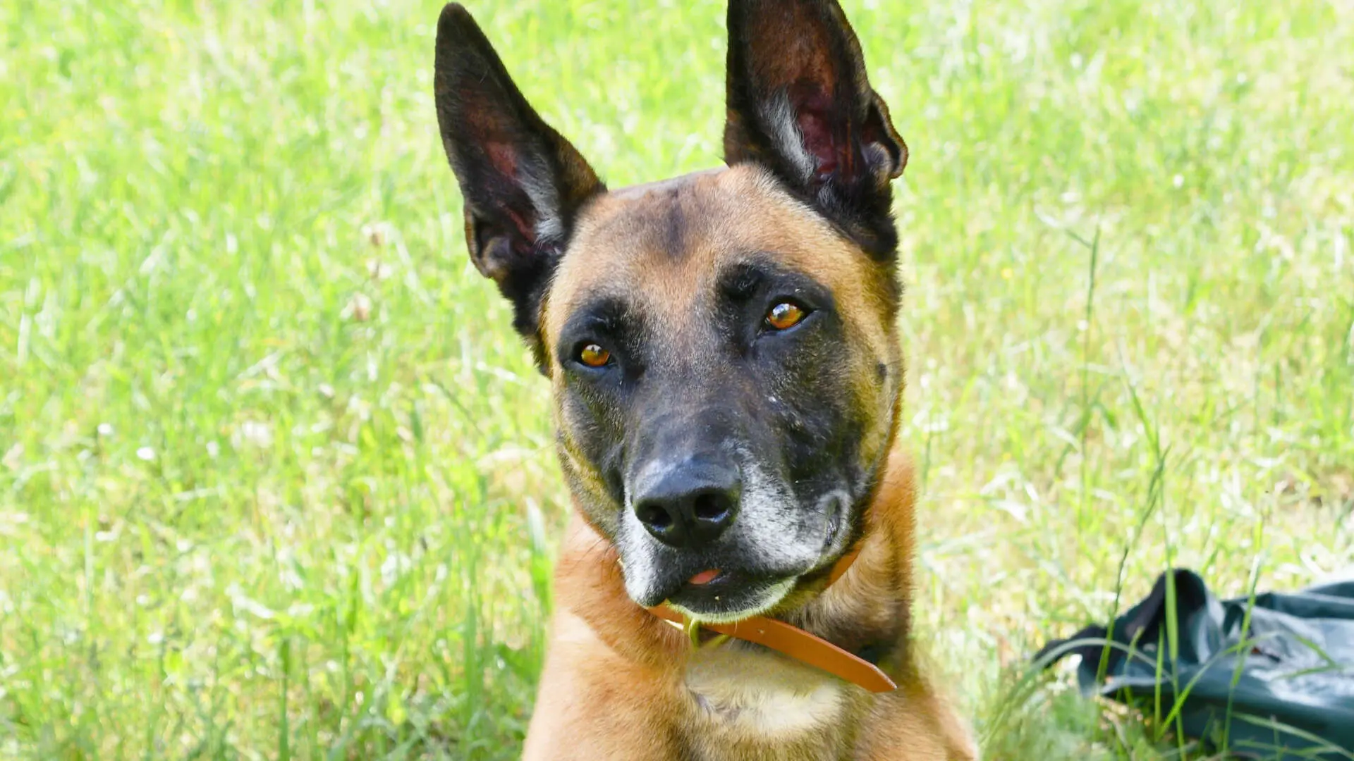 Sonic, Malinois-Ridgeback-Mischling sucht ein Zuhause in Berlin