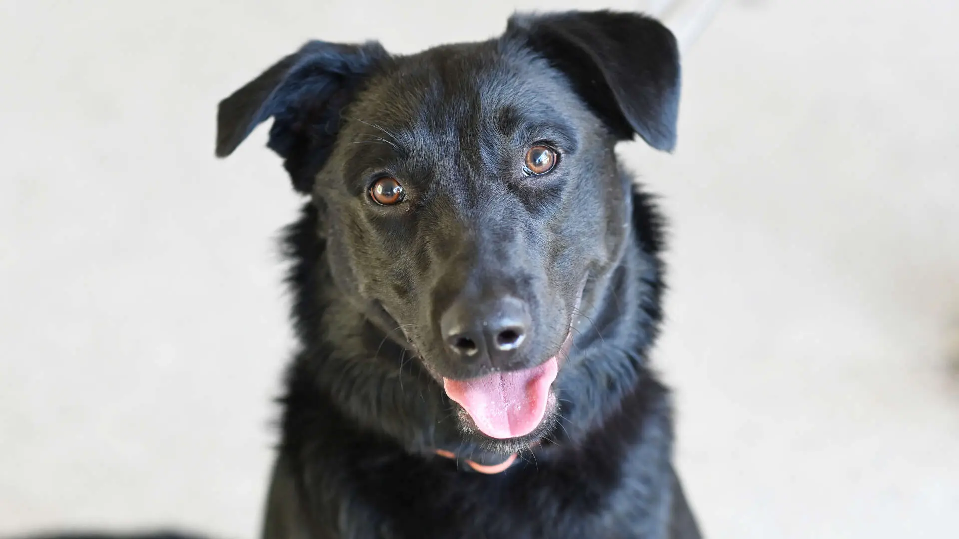 Albert, Labrador-Retriever aus dem Tierheim in Berlin (Foto 1 von 4)
