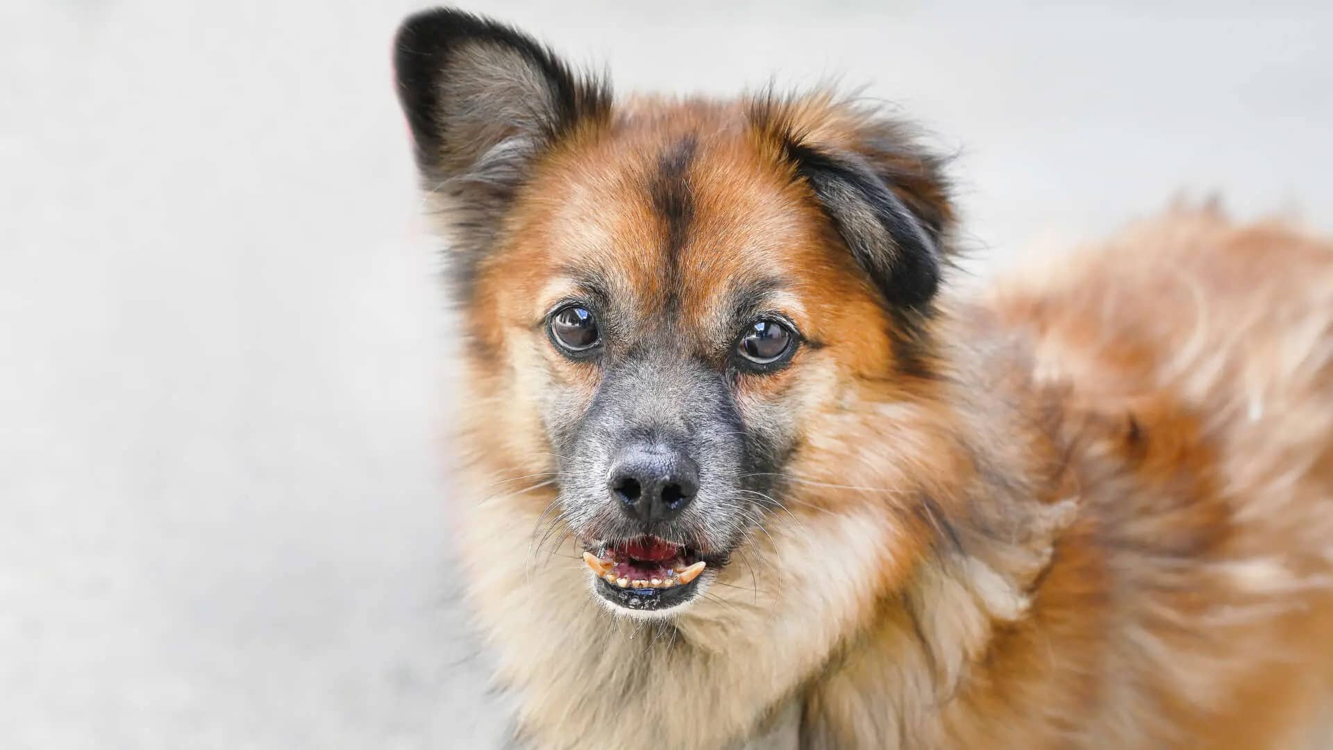 Benny, Spitz-Mischling aus dem Tierheim in Berlin (Foto 1 von 4)