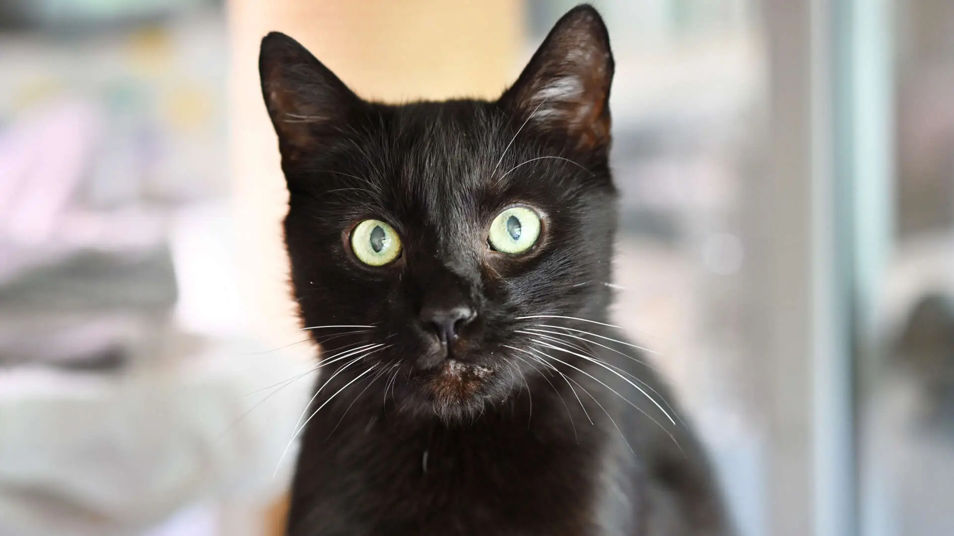 Bruce, Europäisch Kurzhaar aus dem Tierheim