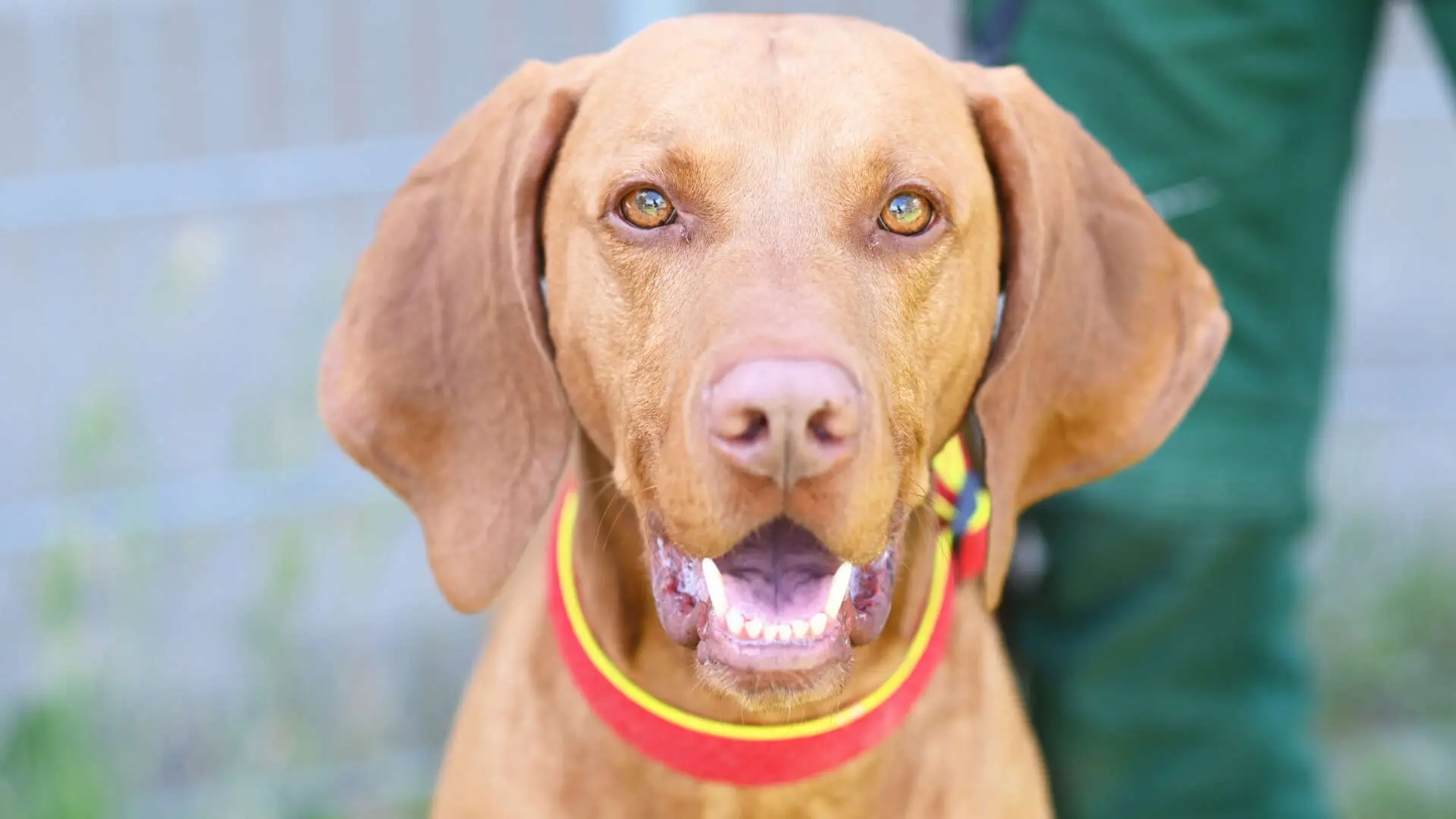 Bruno, Magyar Vizsla sucht ein Zuhause in Berlin