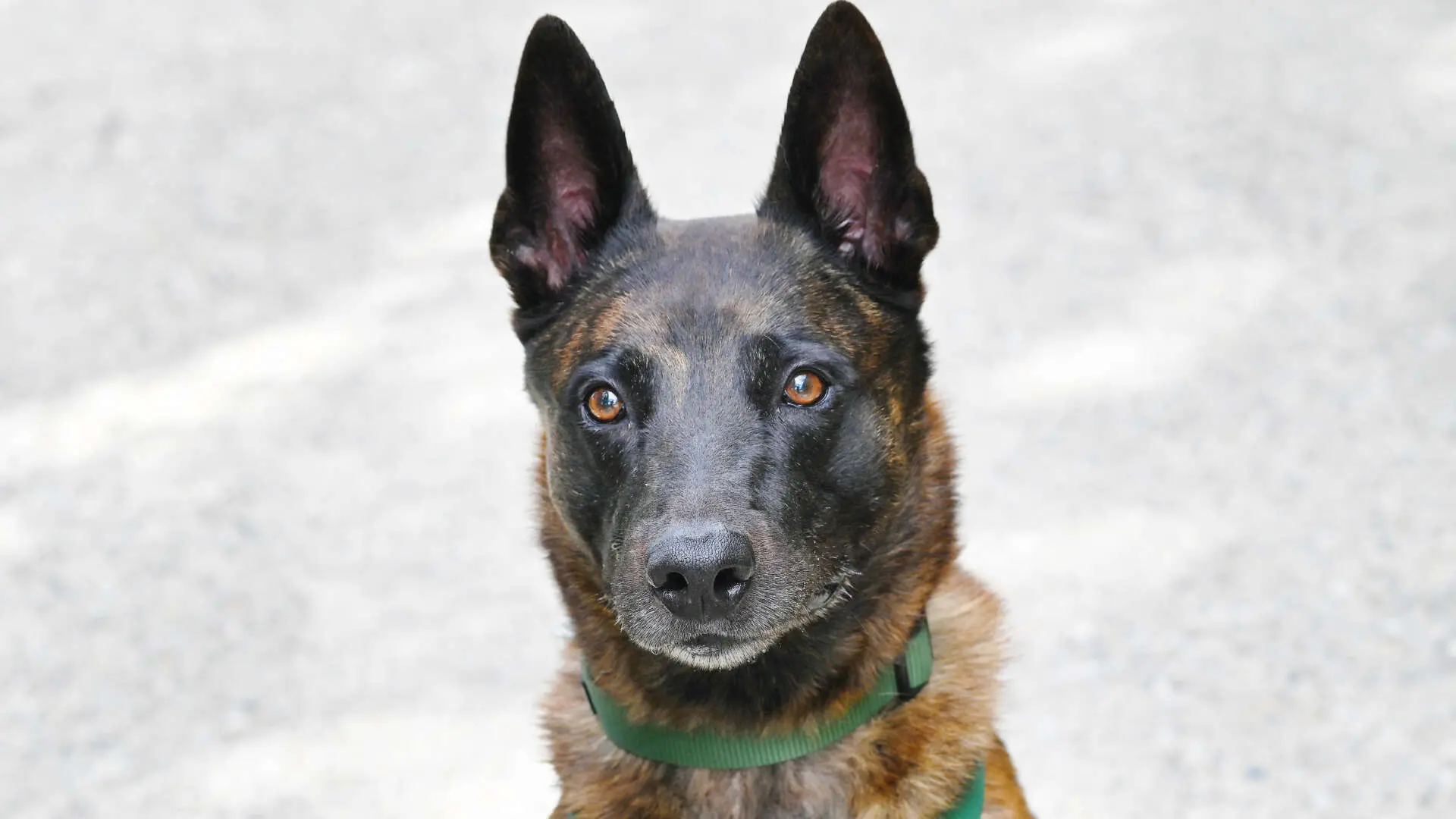 Apollo, Malinois sucht ein Zuhause in Berlin