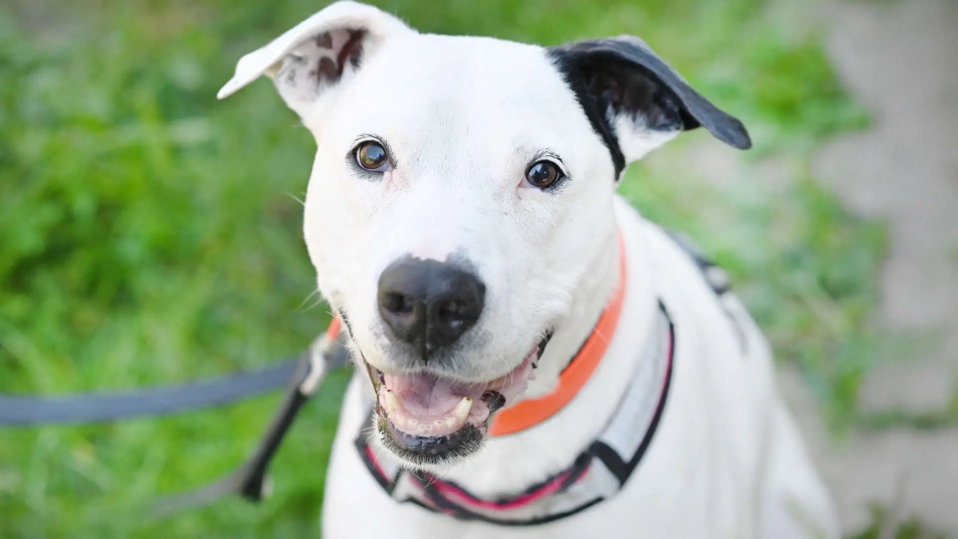 Bob, Staffordshire Terrier-Mischling sucht ein Zuhause in Berlin