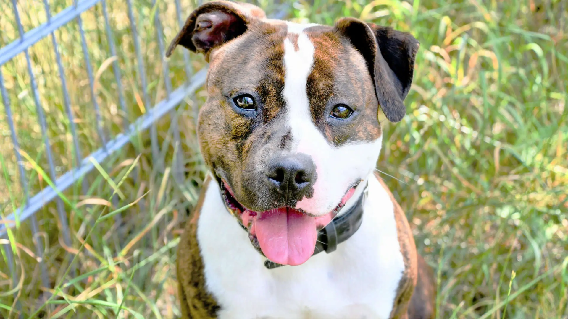 Bucky, Staffordshire Terrier-Mischling aus dem Tierheim in Berlin (Foto 1 von 6)