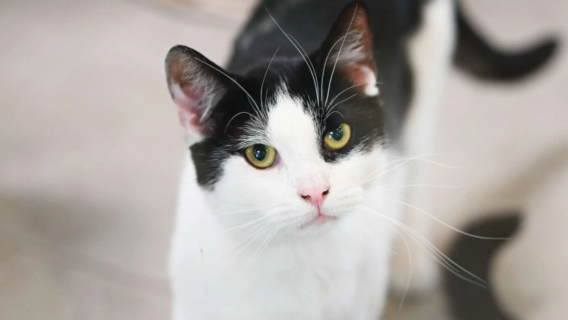Mimo & Chess, Europäisch Kurzhaar sucht ein Zuhause in Berlin