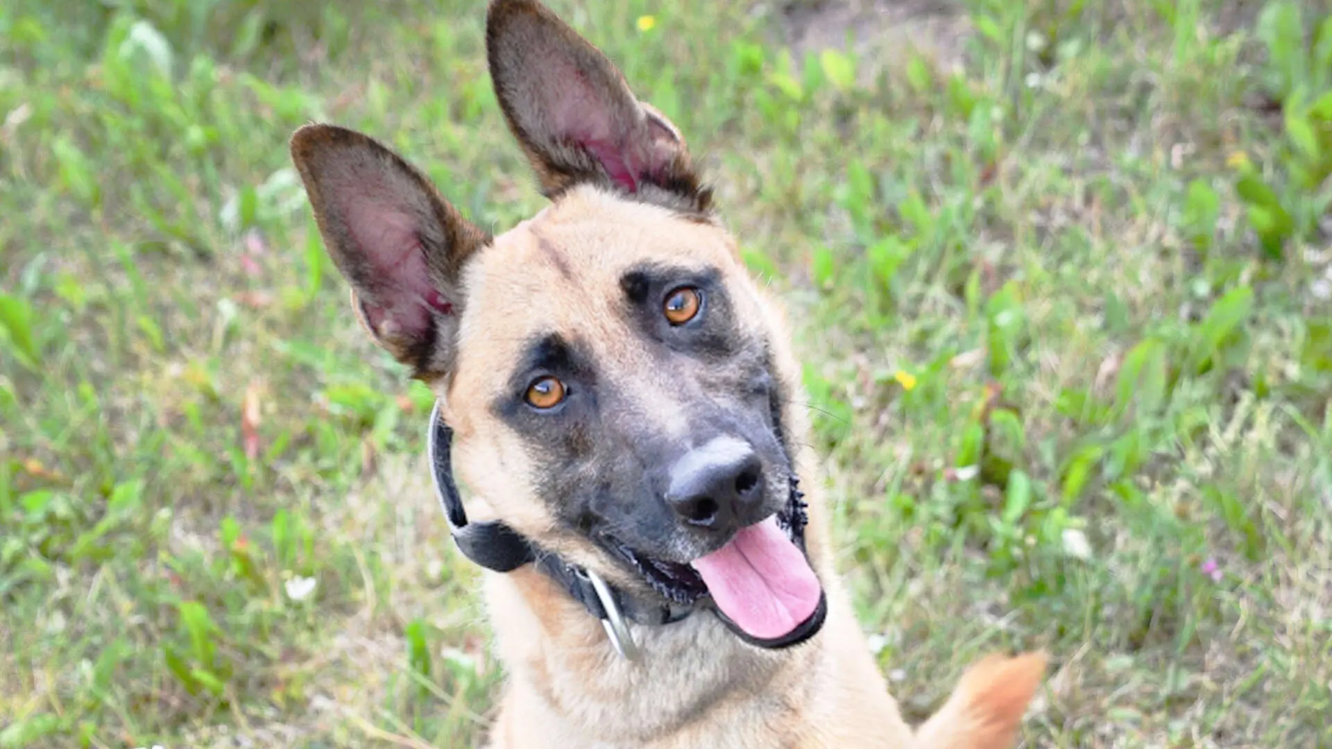 Chico, Malinois sucht ein Zuhause in Berlin