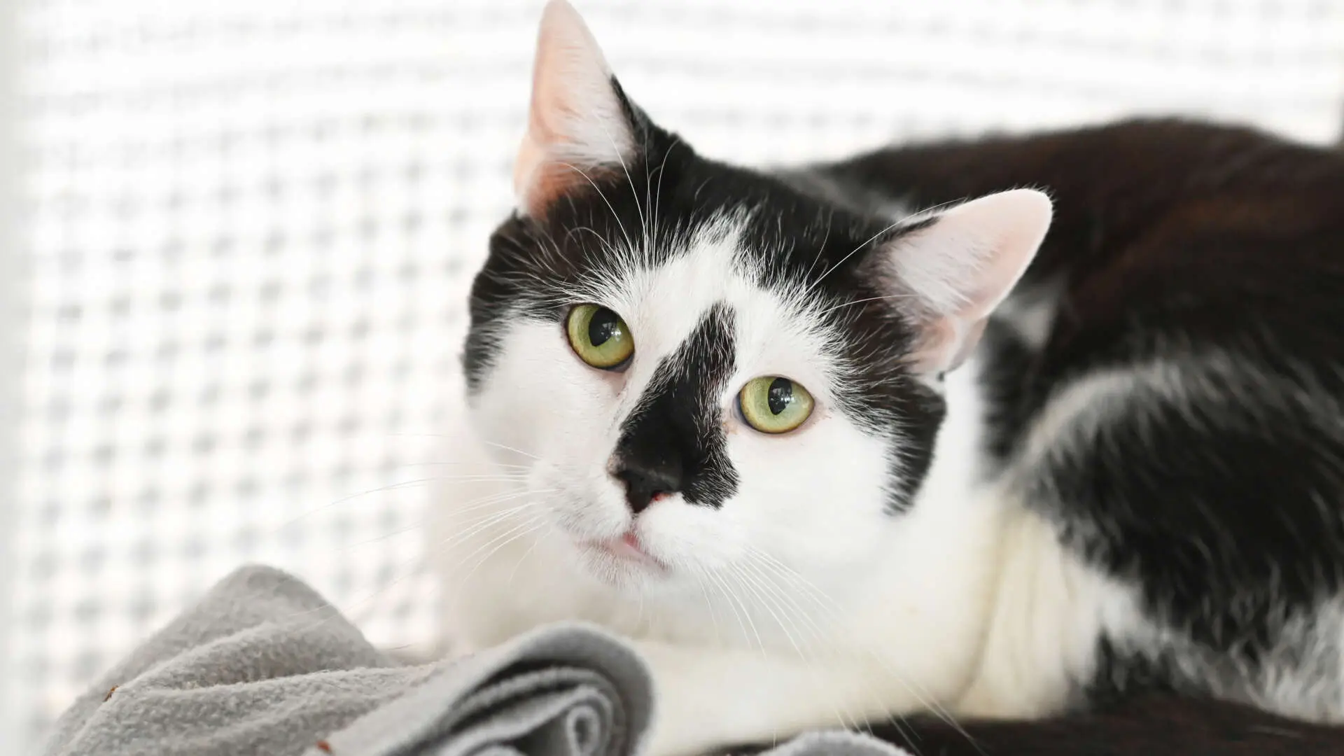 Emmi & Tofu, Europäisch Kurzhaar aus dem Tierheim in Berlin (Foto 1 von 3)
