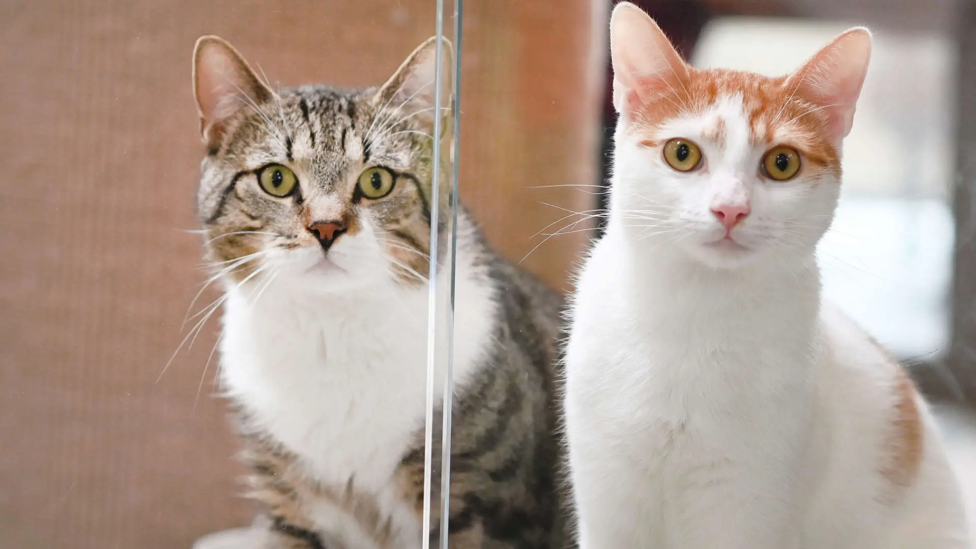 Zephir & Poldy, Europäisch Kurzhaar sucht ein Zuhause in Berlin