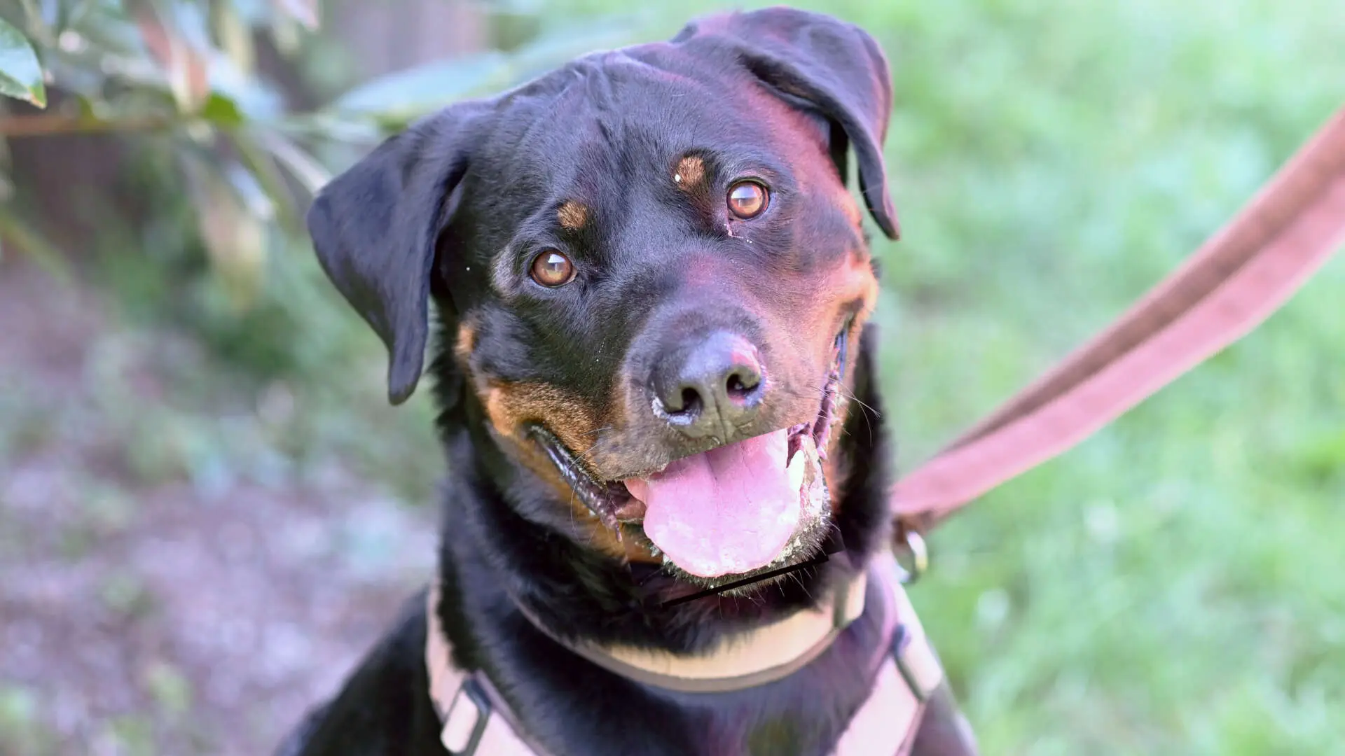 Zeus, Rottweiler aus dem Tierheim in Berlin (Foto 1 von 5)