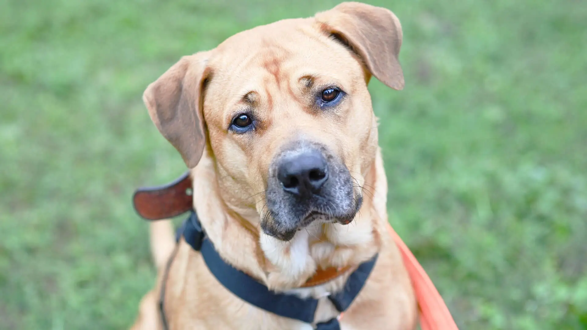 Renate, Labrador Retriever-Mischling sucht ein Zuhause in Berlin