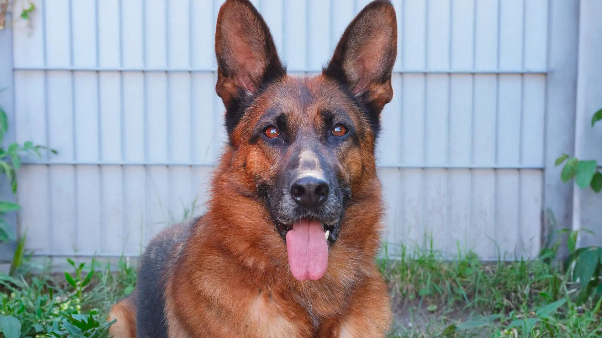 Ursel, Dt. Schäferhund sucht ein Zuhause in Berlin