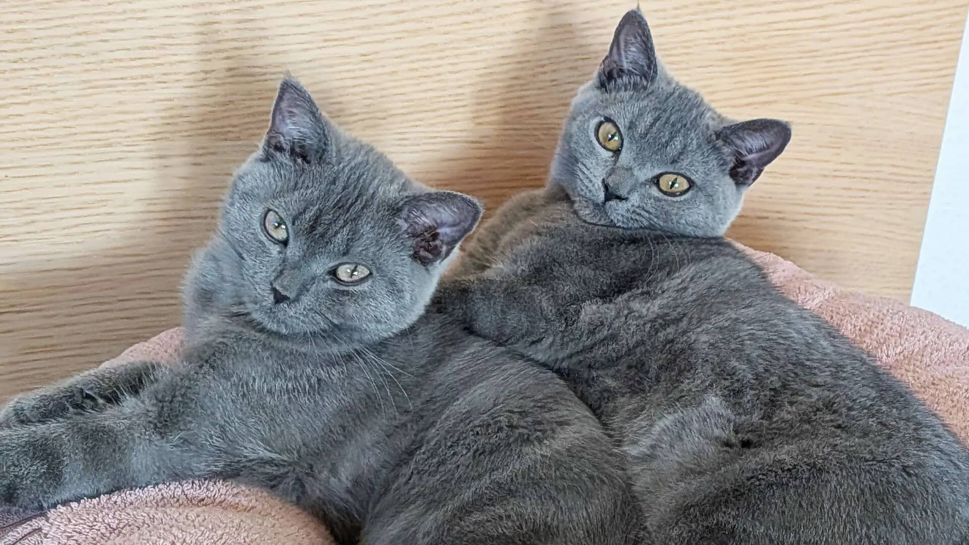Wendy & Wally, Scottish Fold-Mischling aus dem Tierheim in Berlin (Foto 1 von 10)