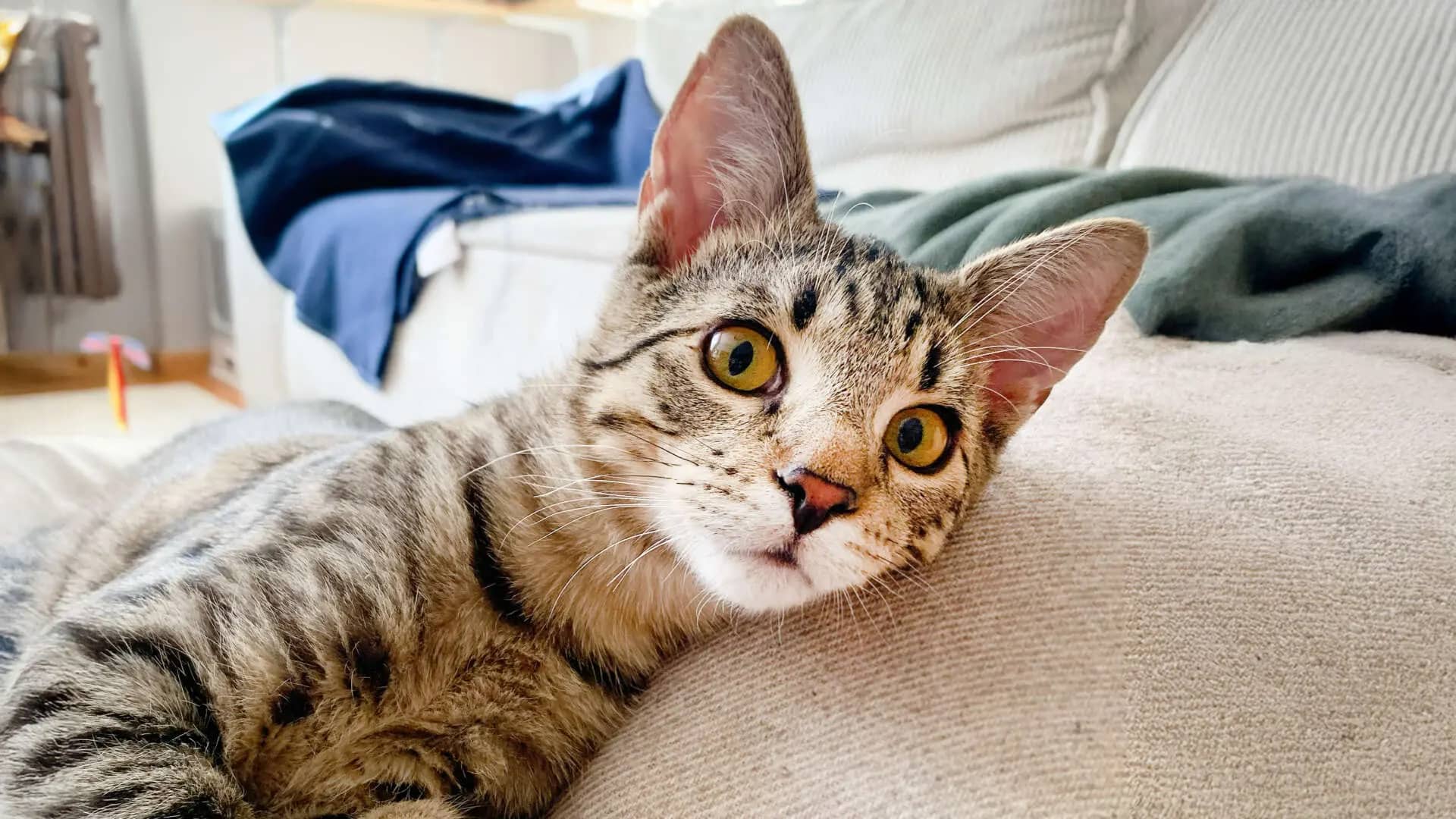 Zephyr, Europäisch Kurzhaar sucht ein Zuhause in Berlin