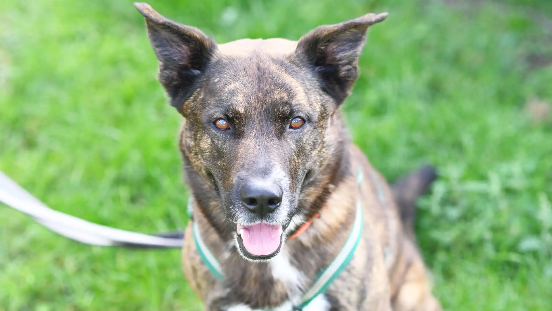 Zeus, Hollandse Herdeshond aus dem Tierheim in Berlin (Foto 1 von 8)