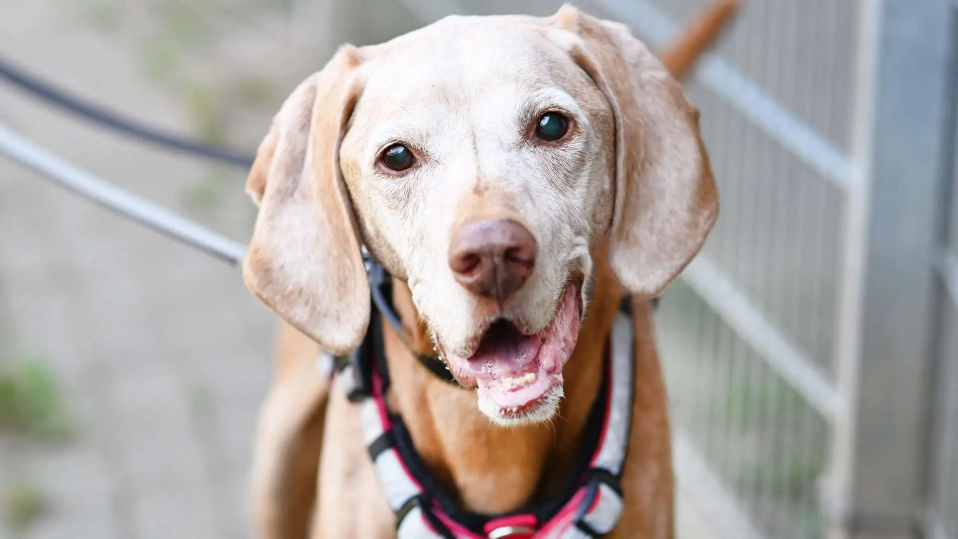 Anton, Magyar Vizsla sucht ein Zuhause in Berlin
