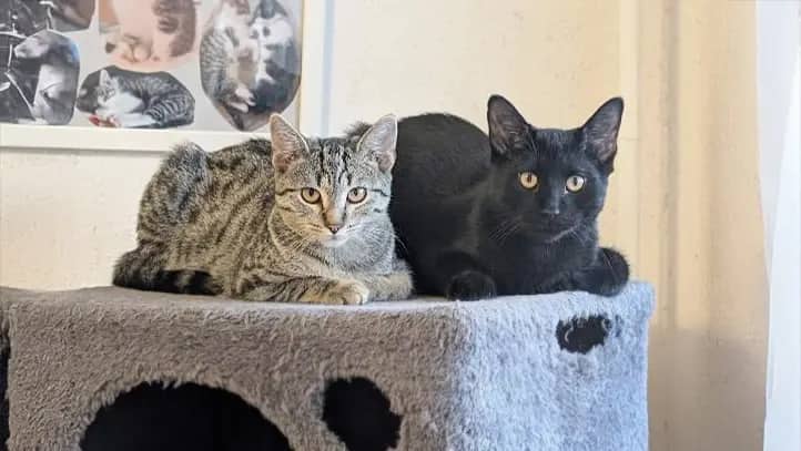 Jette & Willi, Europäisch Kurzhaar sucht ein Zuhause in Berlin