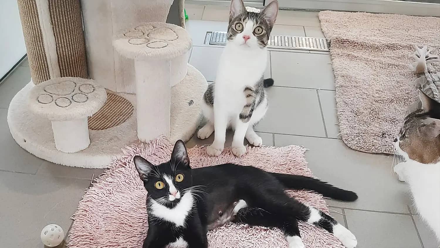 Loki & Lora, Europäisch Kurzhaar sucht ein Zuhause in Berlin