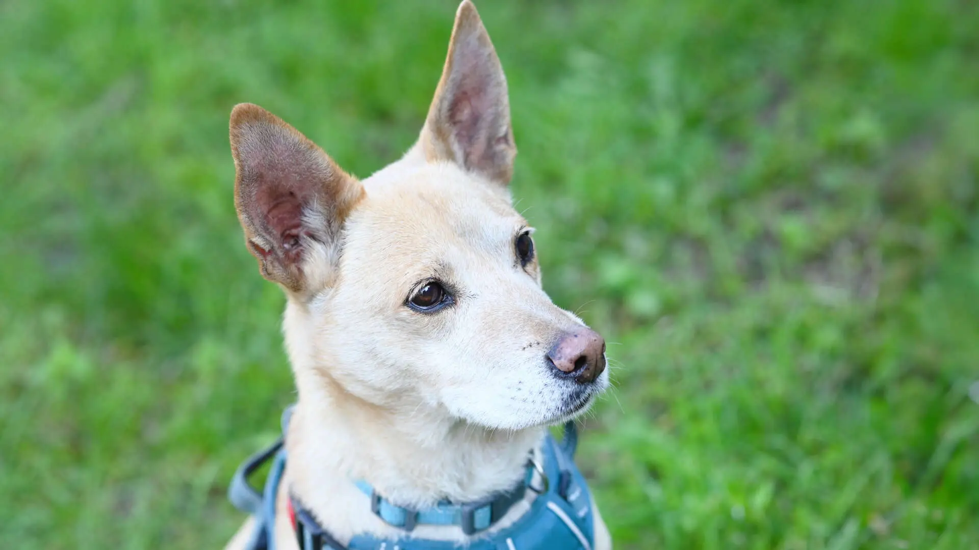 Mädchen, Podenco-Mischling sucht ein Zuhause in Berlin