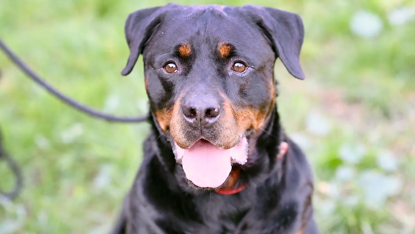 Poldi, Rottweiler sucht ein Zuhause in Berlin