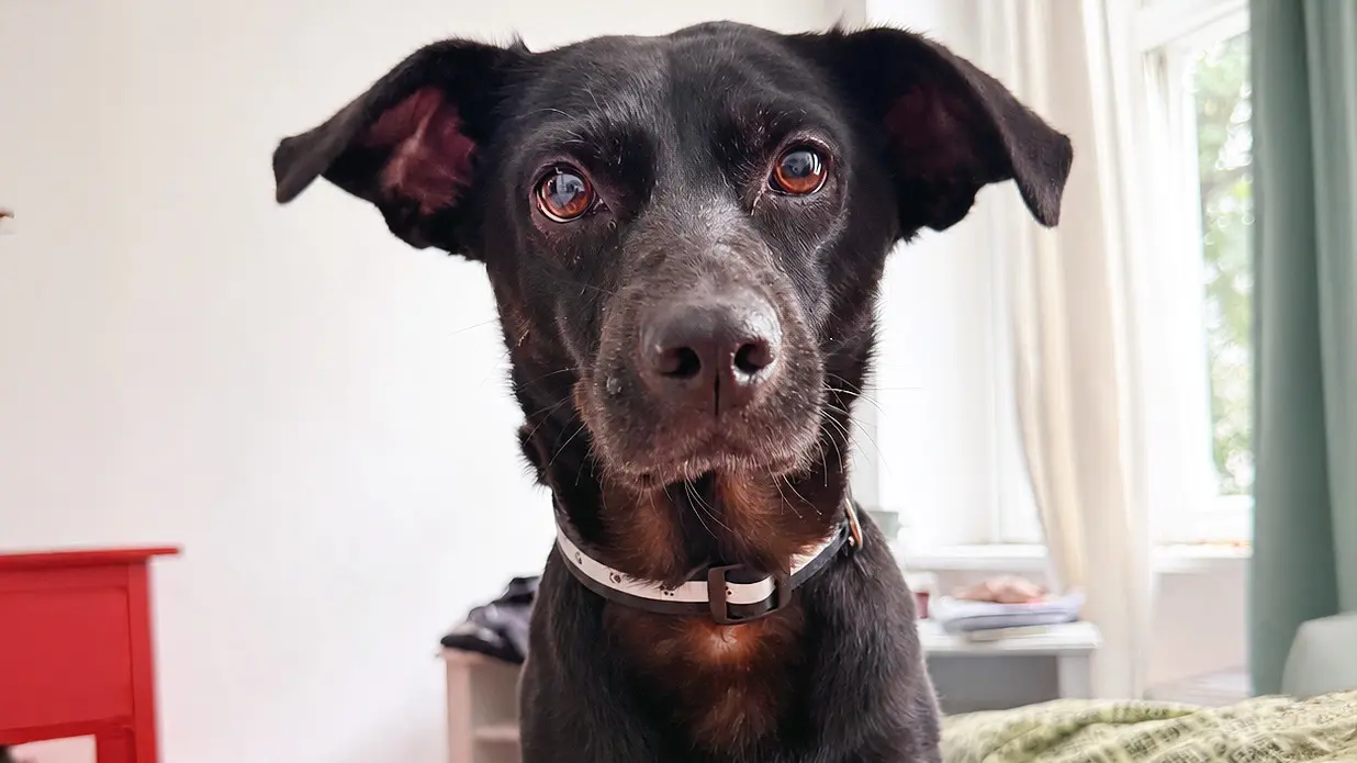 Ronja, Pinscher-Mischling sucht ein Zuhause in Berlin