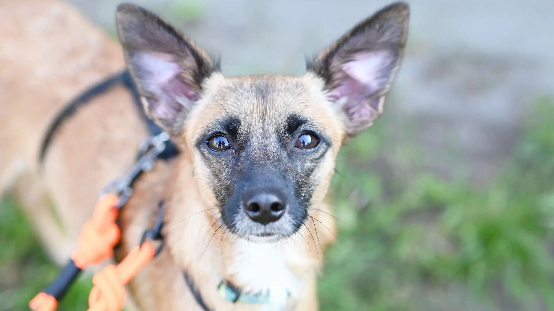 Rowena, Terrier-Mischling aus dem Tierheim in Berlin (Foto 1 von 5)
