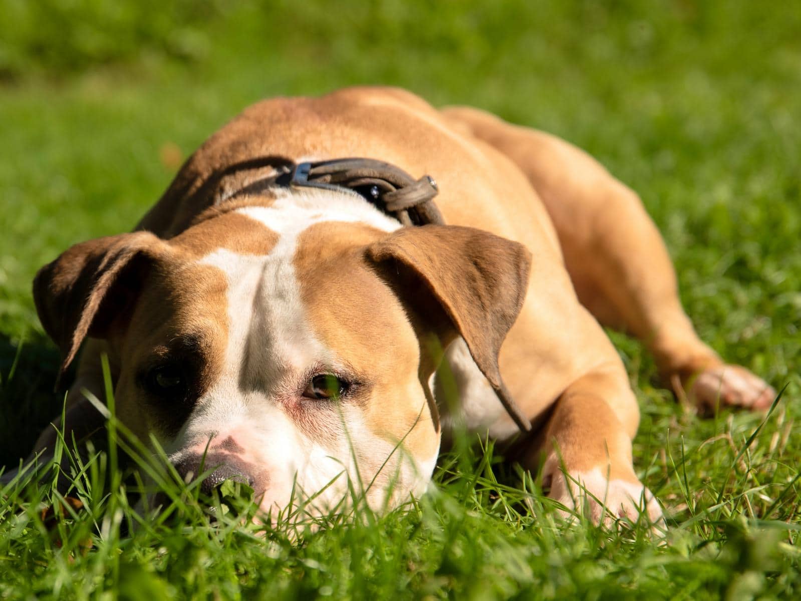 Lady, American-Staffordshire-Terrier-Mischling sucht ein Zuhause in Hamburg