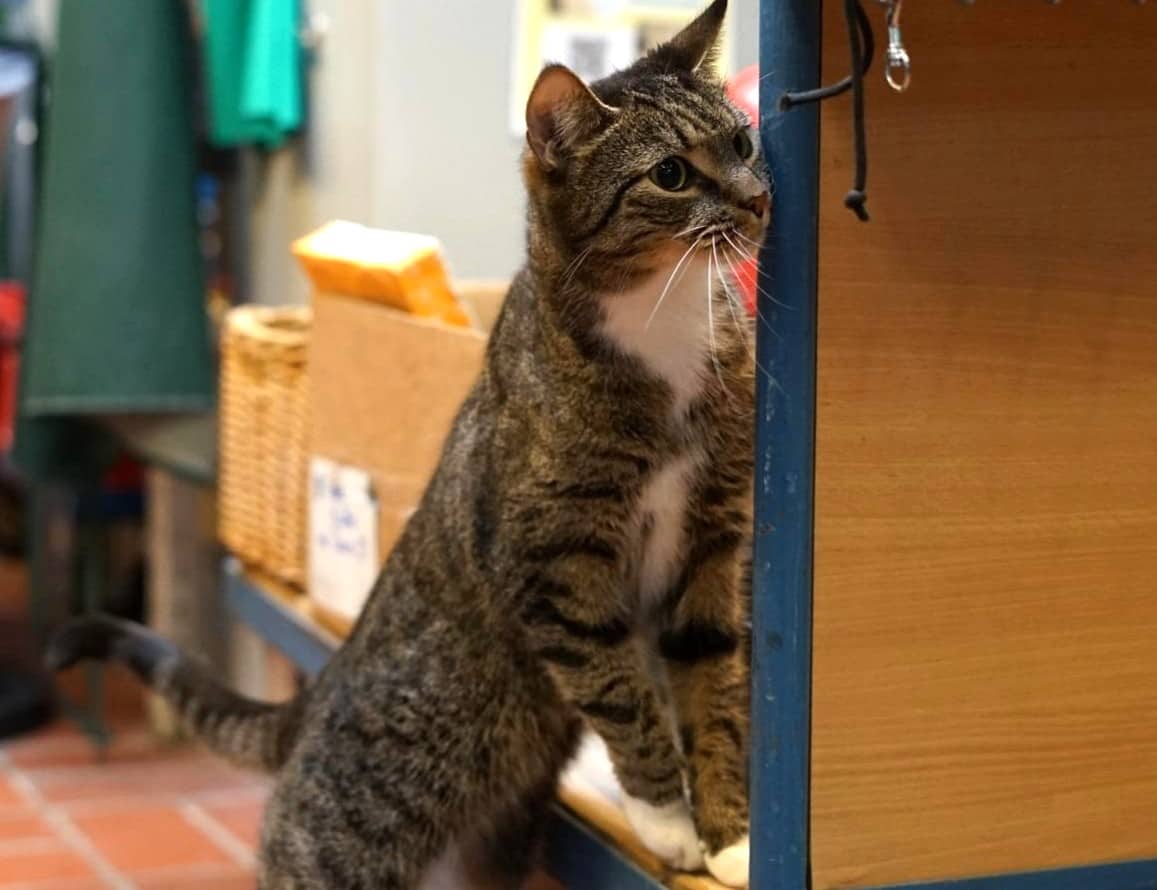 Tobias, Europäisch Kurzhaar sucht ein Zuhause in Hamburg