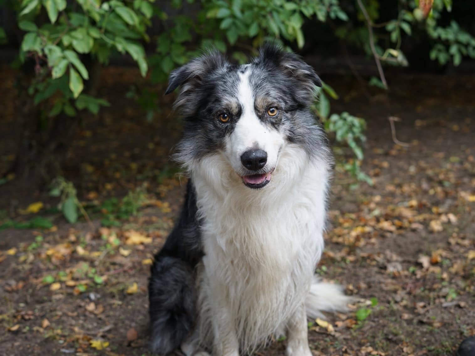 Yari, Border Collie sucht ein Zuhause in Hamburg