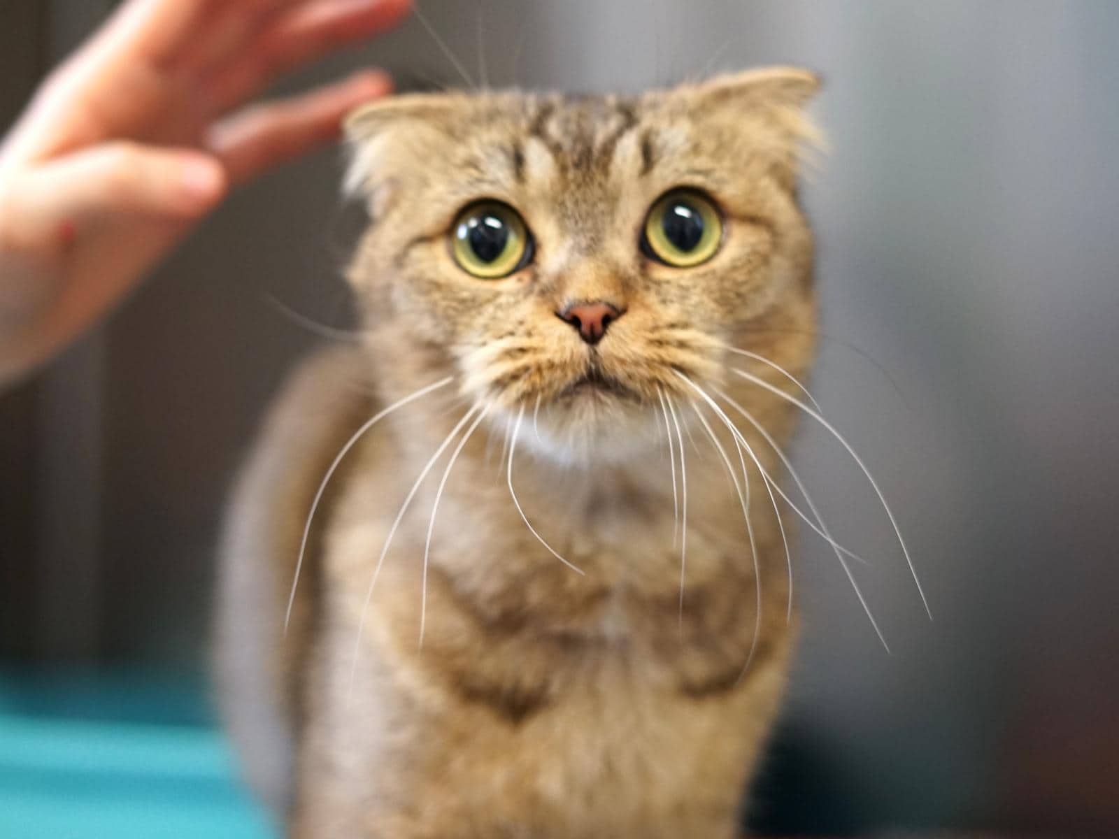 Amora, Scottish-Fold-Mischling sucht ein Zuhause in Hamburg