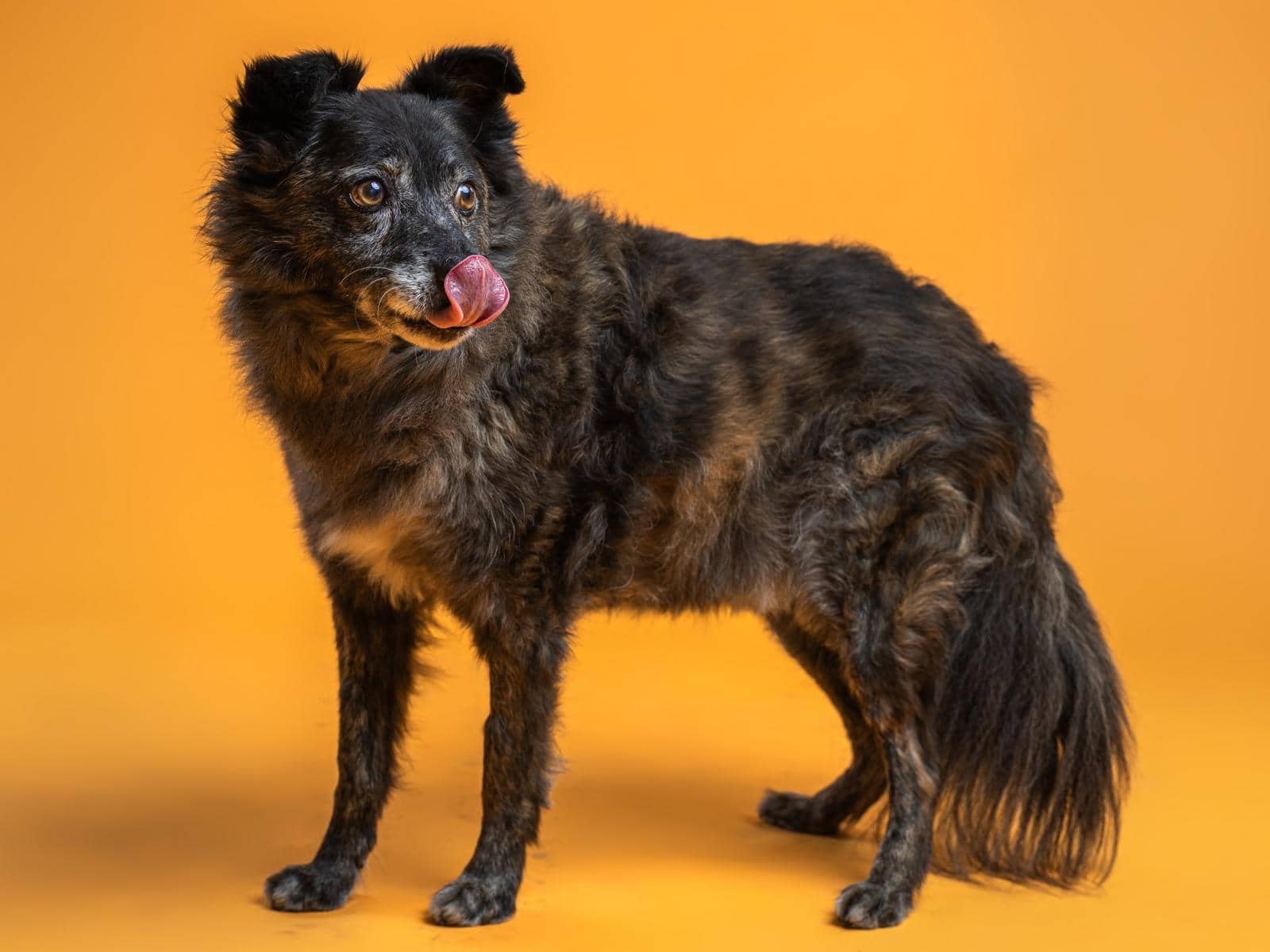 Merlin, Mischling sucht ein Zuhause in Hamburg