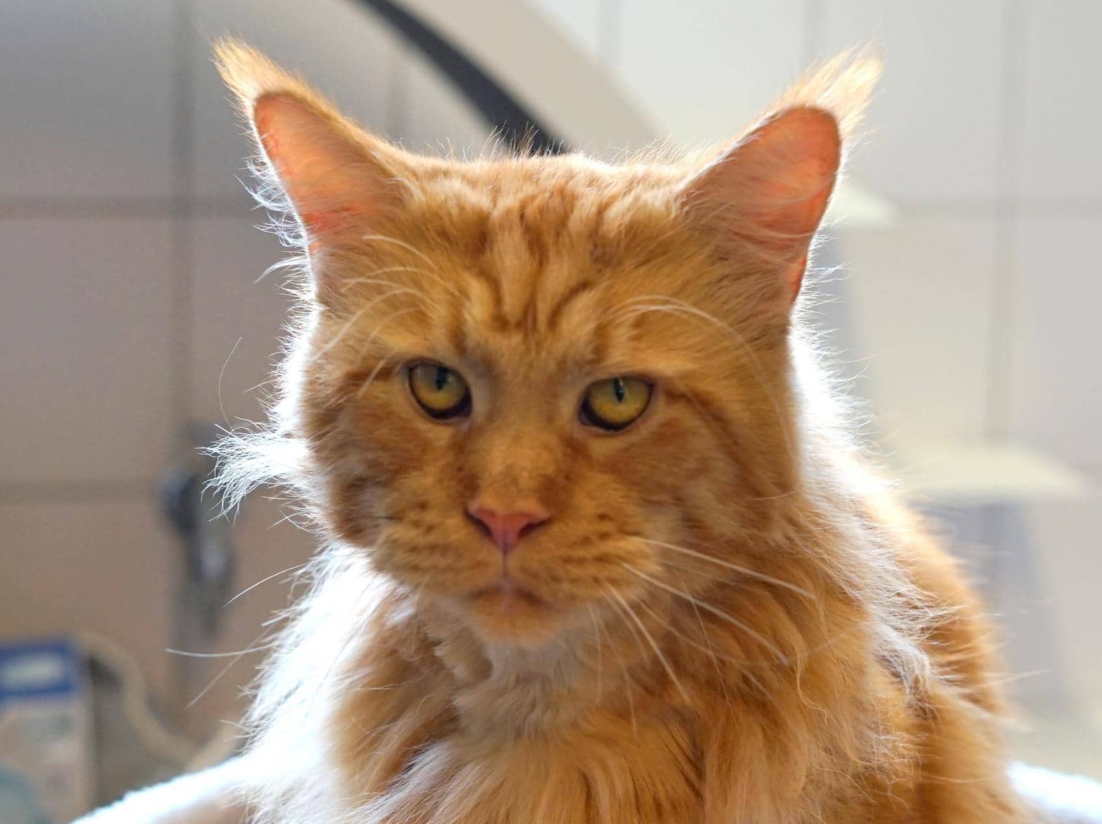 Zeus, Maine Coon sucht ein Zuhause in Hamburg